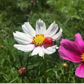 Coccinelle adesive 100 pezzi decorazione biglietti regali bomboniere